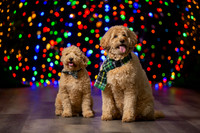 Holiday Pet Portraits 2024