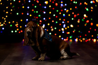 Holiday Pet Portraits 2024