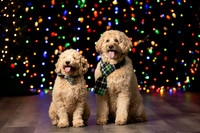Holiday Pet Portraits 2024