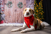 2025 TDU Holiday Pet Portraits!