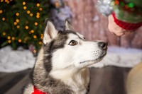 2025 TDU Holiday Pet Portraits!
