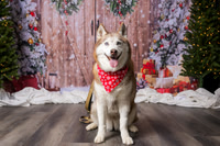 2025 TDU Holiday Pet Portraits!