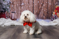 2025 TDU Holiday Pet Portraits!