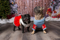 2025 TDU Holiday Pet Portraits!