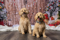 2025 TDU Holiday Pet Portraits!