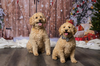 2025 TDU Holiday Pet Portraits!