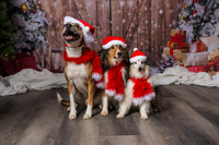 2025 TDU Holiday Pet Portraits!