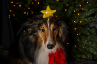 2025 TDU Holiday Pet Portraits!