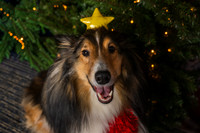 2025 TDU Holiday Pet Portraits!