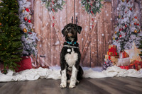 2025 TDU Holiday Pet Portraits!