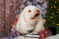 2025 TDU Holiday Pet Portraits!