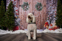 2025 TDU Holiday Pet Portraits!