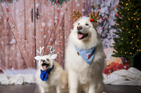 2025 TDU Holiday Pet Portraits!