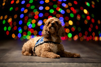 Holiday Pet Portraits 2024