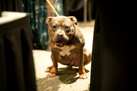 2026 Mutt Gala!