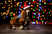 Holiday Pet Portraits 2024