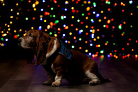 Holiday Pet Portraits 2024