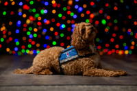 Holiday Pet Portraits 2024