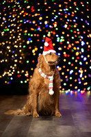 Holiday Pet Portraits 2024