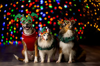 Holiday Pet Portraits 2024
