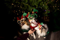 Holiday Pet Portraits 2024