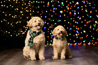 Holiday Pet Portraits 2024