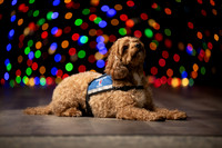 Holiday Pet Portraits 2024