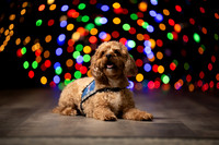 Holiday Pet Portraits 2024