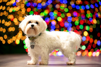 Holiday Pet Portraits 2024