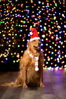 Holiday Pet Portraits 2024