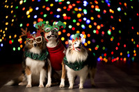 Holiday Pet Portraits 2024