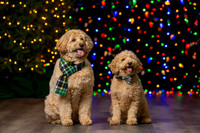 Holiday Pet Portraits 2024