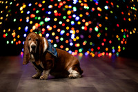 Holiday Pet Portraits 2024