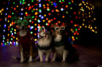 Holiday Pet Portraits 2024