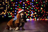 Holiday Pet Portraits 2024