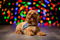 Holiday Pet Portraits 2024