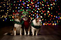 Holiday Pet Portraits 2024
